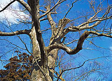 《怪物猎人崛起：曙光》新映象见闻录 杂货商“胧”