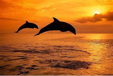 谜之操作！Switch 2官网删除了对VRR的支持